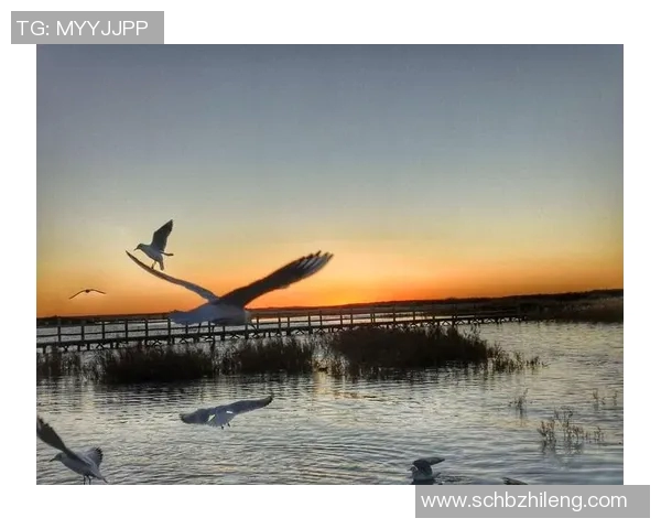 狼树叶之足球明星的成长之路与梦想追逐的传奇故事